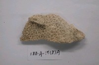 藏品(珊瑚化石)的圖片